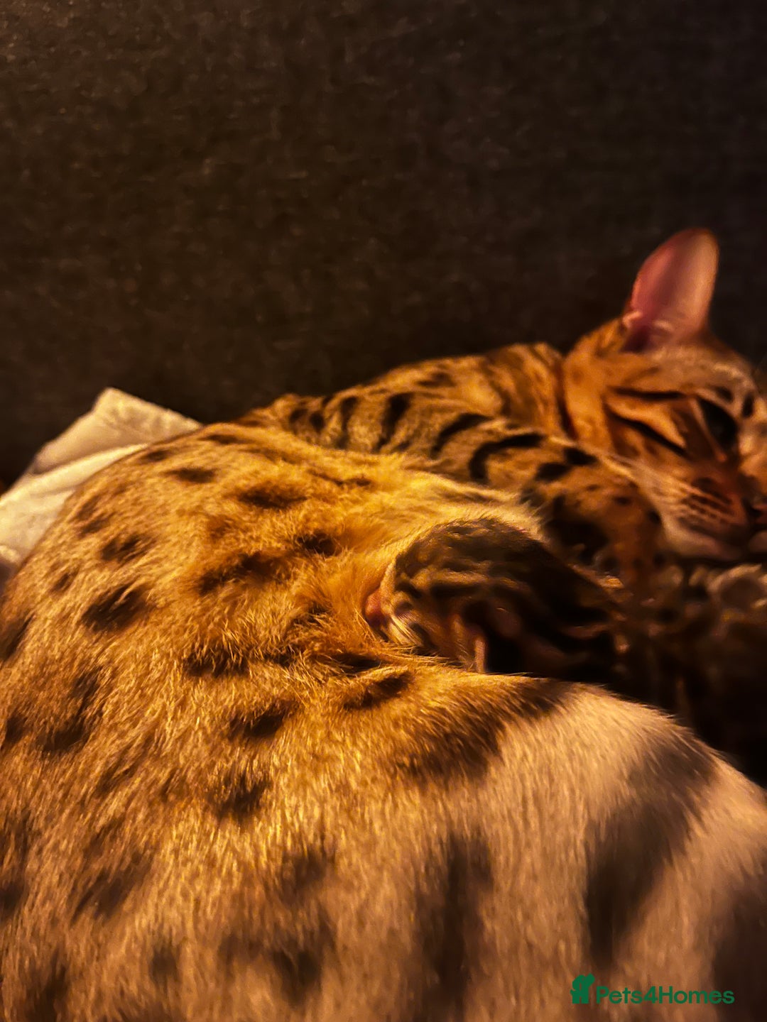 Bengal cats for sale: Beautiful bengal kittens for sale, 2boys available - Advert 5