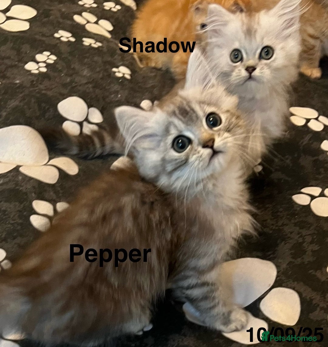 Munchkin cats for sale: Exceptional Quality & Extremely Rare Silver Minuet - Image 22