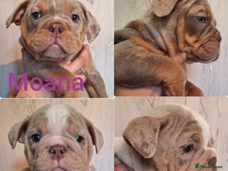 English Bulldog dogs - Advert 2