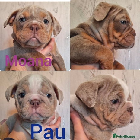 English Bulldog dogs - Advert 2