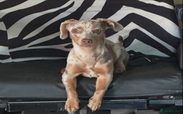 Mixed Breed dogs for sale: Rehome 6 month old female cheweenie - Image 1