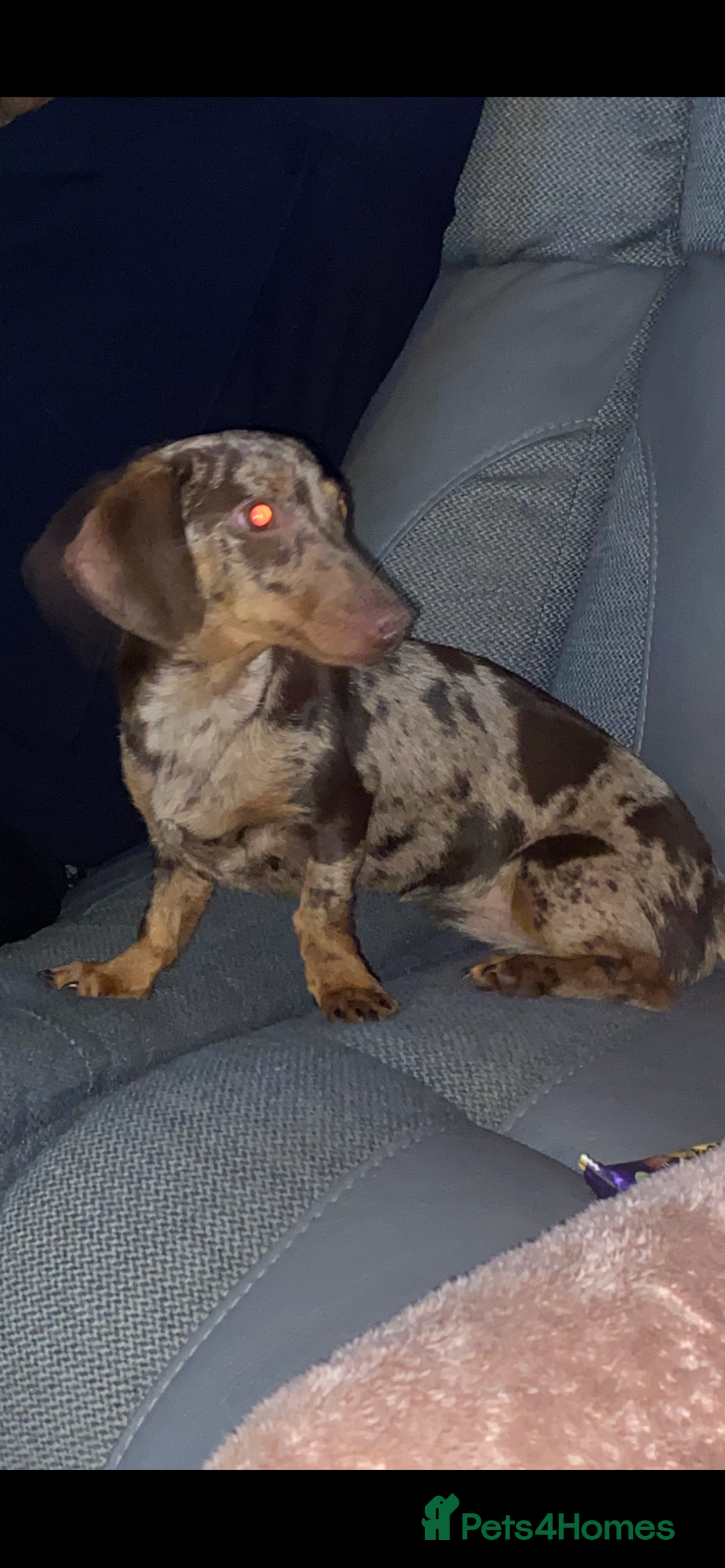 Dachshund dogs for sale: 😍🌈1 male left! 💙🇩🇪🤏🏻READY TO LEAVE🏠🐶 - Image 5