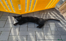 Mixed Breed cats for sale: FREE Loveable & Affectionate Neutered Male Cat - Image 2