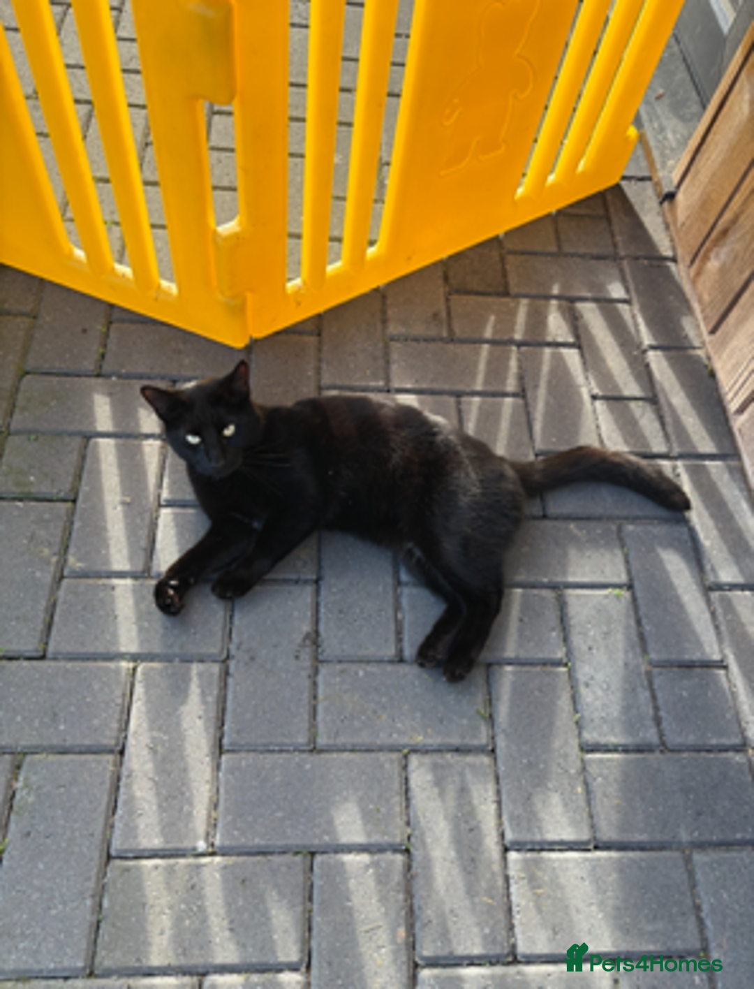 Mixed Breed cats for sale: FREE Loveable & Affectionate Neutered Male Cat - Image 2
