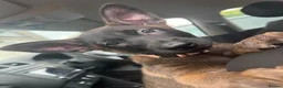 Belgian Shepherd Dog dogs for sale: last Belgian shepherd Harry READY TO GO - Advert 20