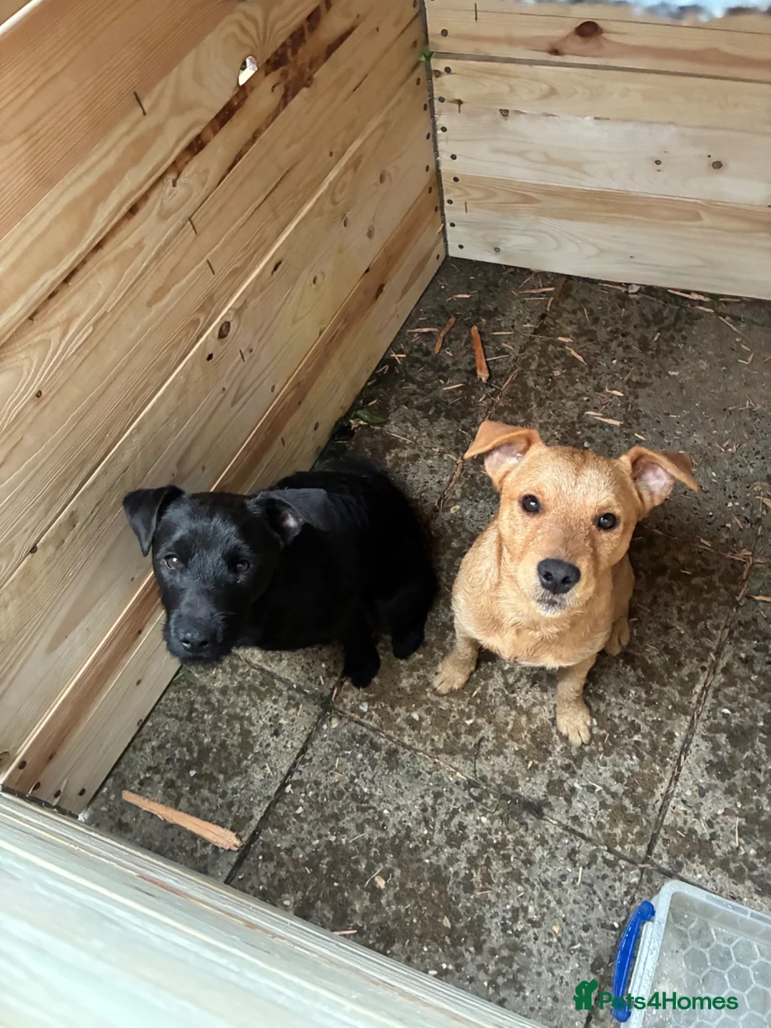 Mixed Breed dogs for sale: Axel & Winston looking for their forever home - Advert 9
