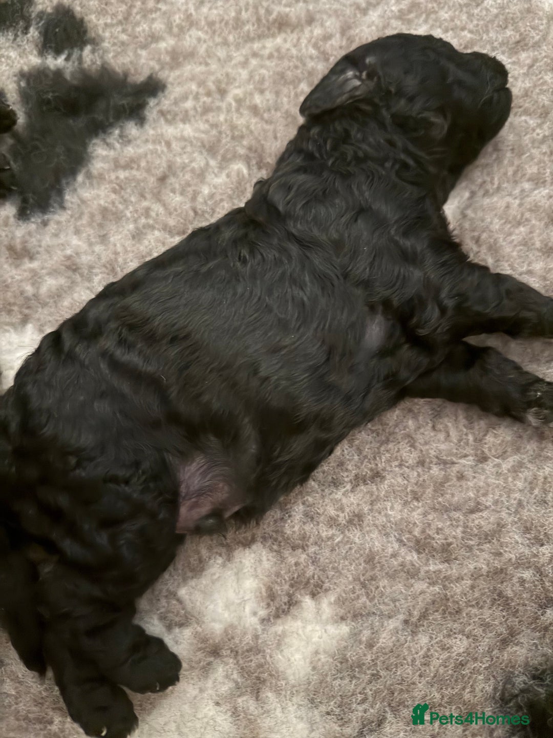 Cockapoo dogs for sale: Cockapoos Puppies  - Image 3