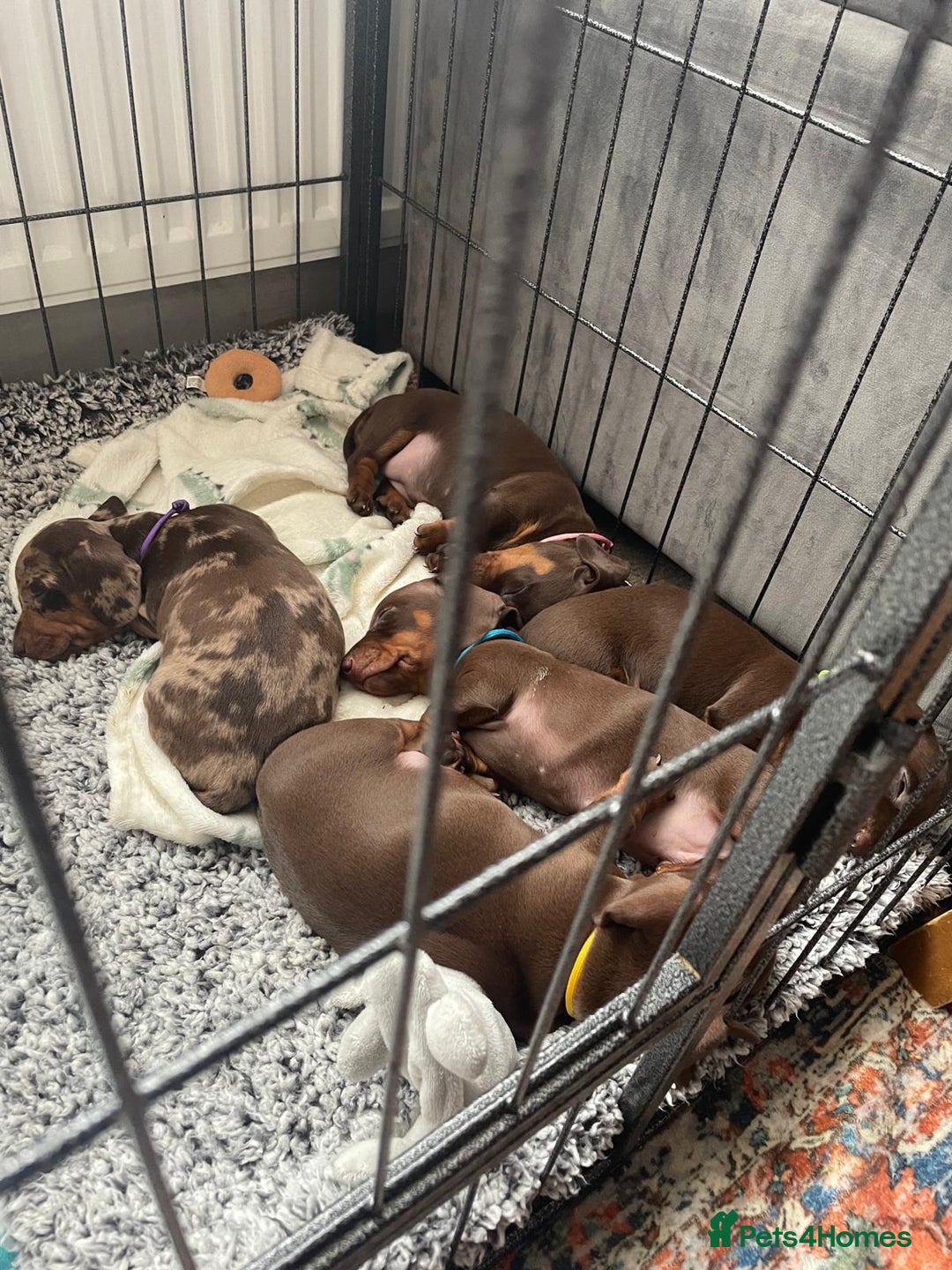 Dachshund dogs for sale: x2 Miniature Dachshund pups for sale  - Image 2