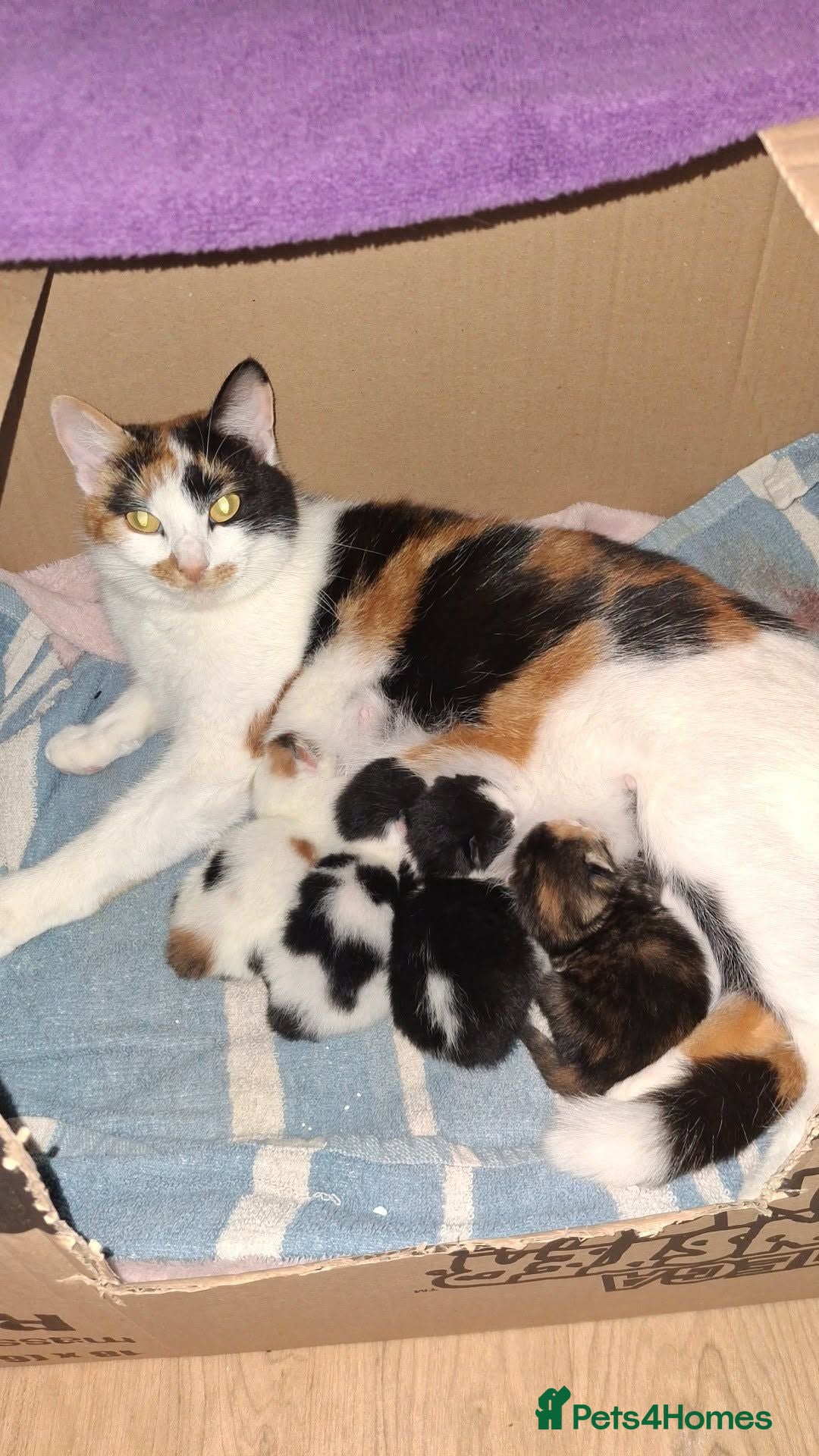 Mixed Breed cats Kittens  - Advert 11