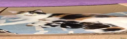 Mixed Breed cats for sale: Kittens  in Bangor - Advert 1