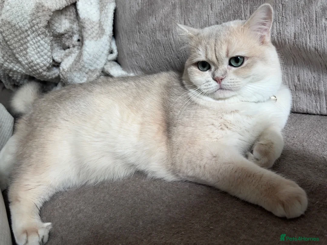 British Shorthair cats for stud: 🩵Tokito - AY12 Golden Blue BSH Stud in London - Advert 2