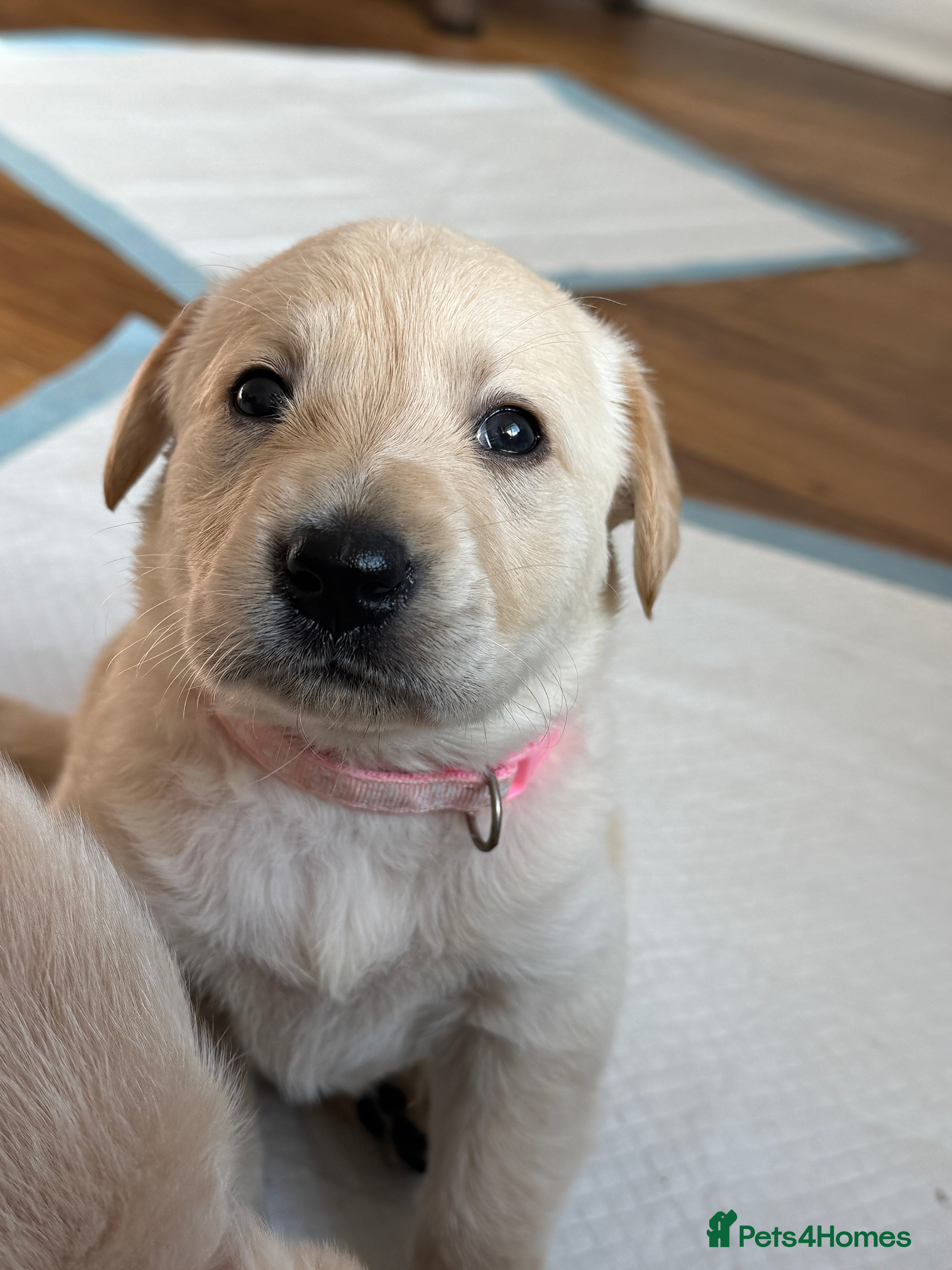 Goldador dogs Beautiful Goldador Puppies  - Advert 2