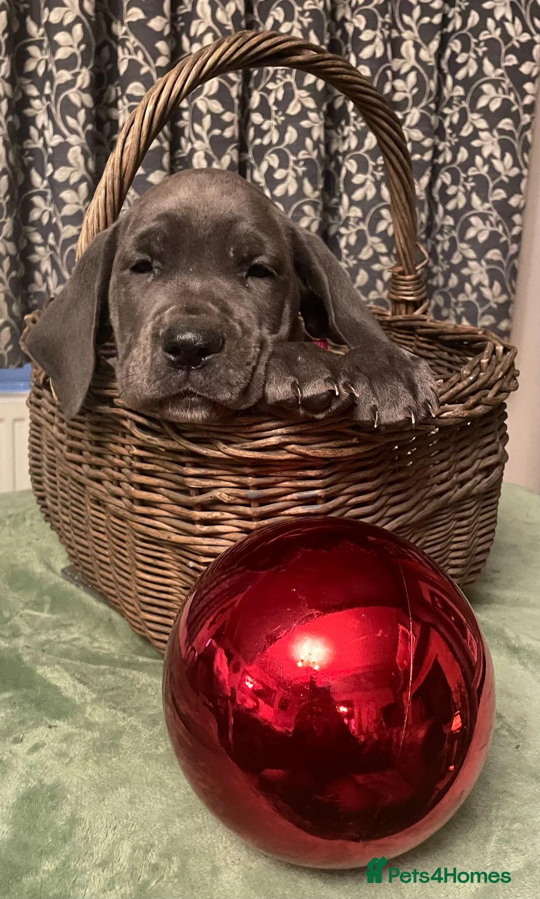 Mixed Breed dogs for sale: STUNNING MASTIFF/GREAT DANE PUPPIES - Advert 22