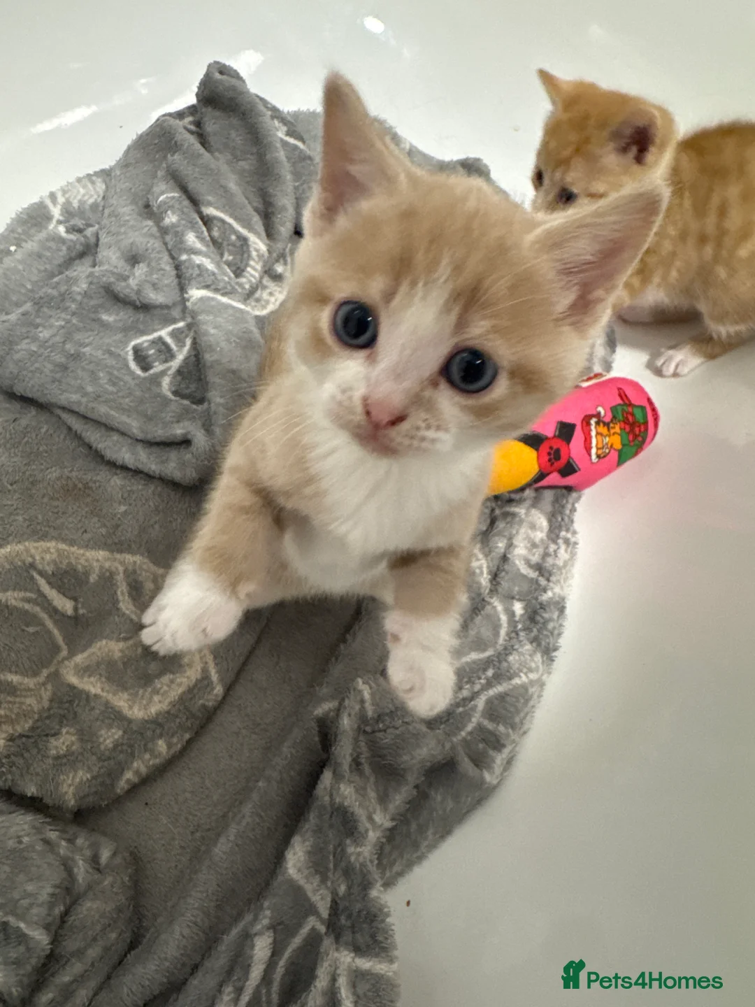 British Shorthair cats for sale: 5 adorable kittens for sale - Advert 8