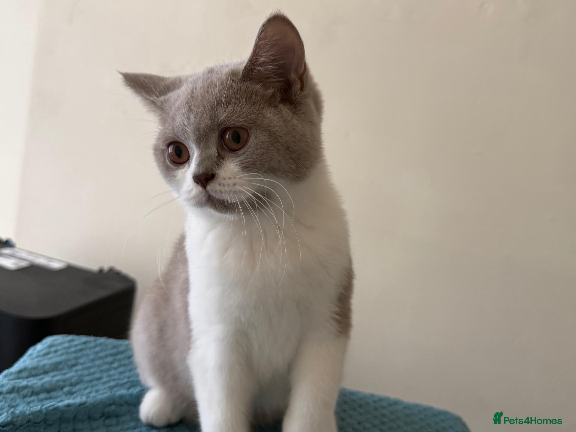 British Shorthair cats Gorgeous GCCF British Shorthair Kittens ❤️ Ready  - Advert 1