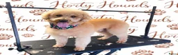 Labradoodle dogs for sale: 🐾 Beautiful Apricot Medium Labradoodle Boy 🧡 - Advert 5