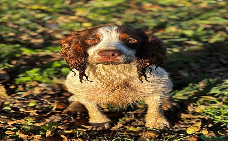 Cocker Spaniel dogs Tri coloured Working cocker spaniel for stud - Advert 2