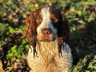 Cocker Spaniel dogs Tri coloured Working cocker spaniel for stud - Advert 6