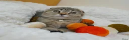 British Shorthair cats for sale: Golden Tabby Kittens  - Advert 15