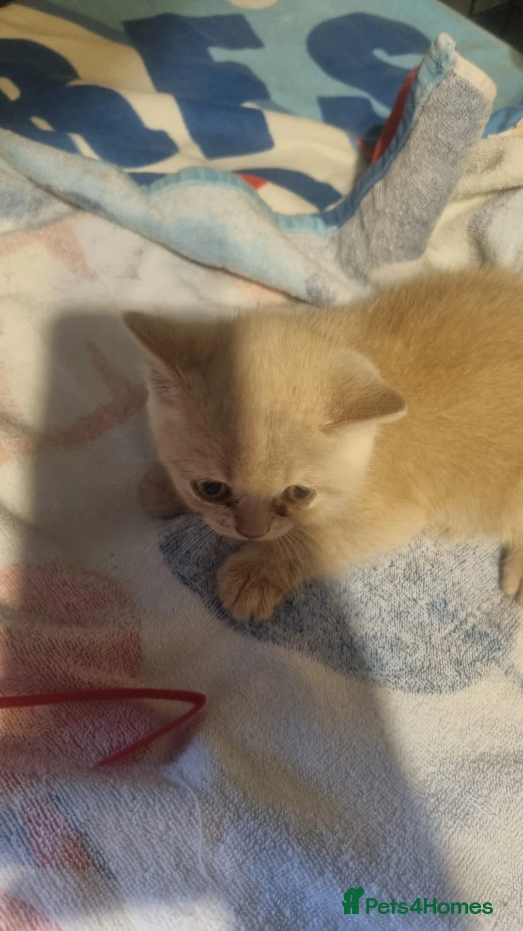British Shorthair cats for sale: British short hair kittens for sale - Advert 2