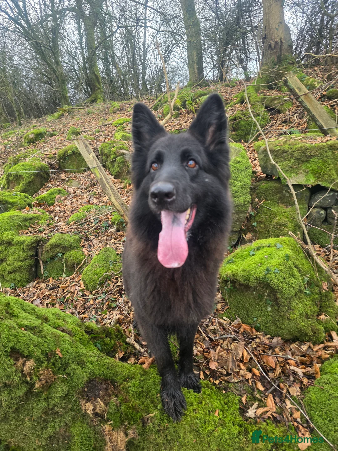 Mixed Breed dogs for sale: Shepador... German Shepherd x Labrador Puppies 🐶  - Advert 14