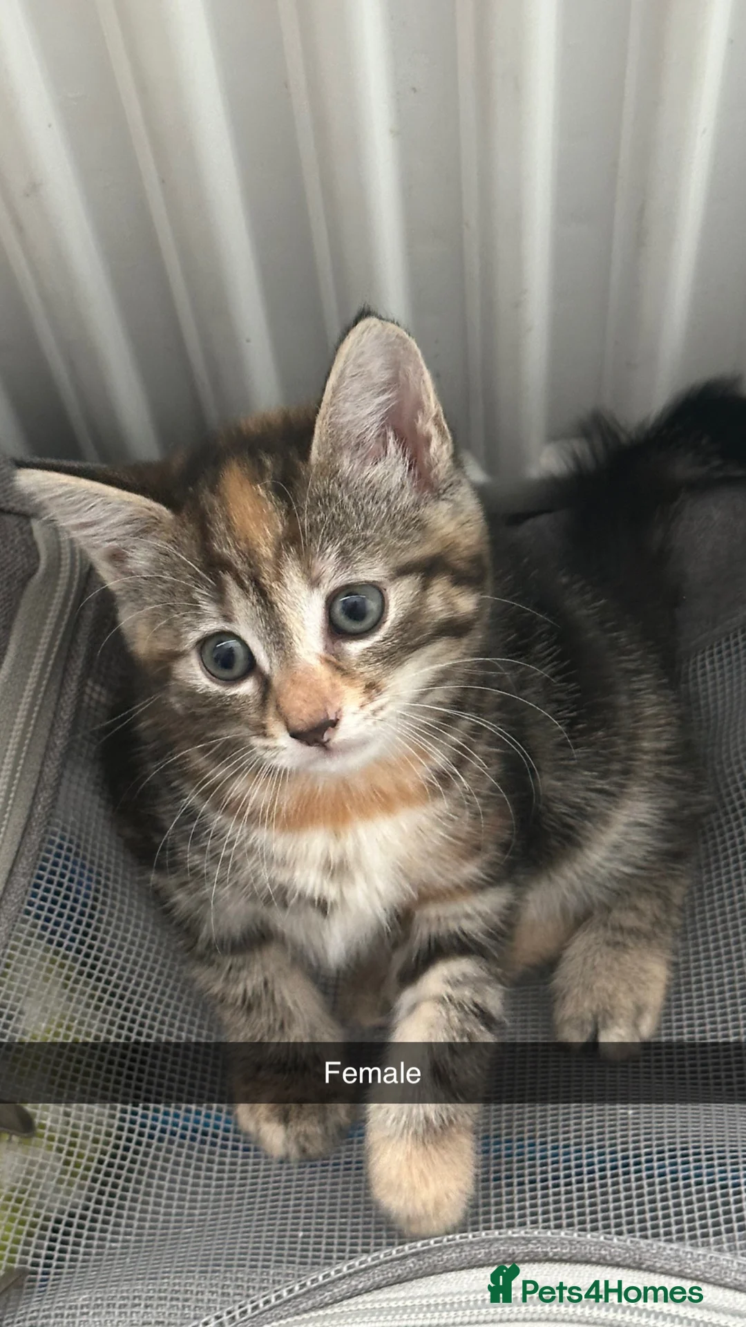 Mixed Breed cats for sale: 4 beautiful kittens looking for loving homes❤️ in Enfield - Advert 8