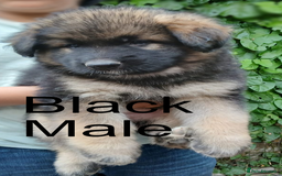German Shepherd dogs for sale: Big Boned Chunky German Shepherd Puppies - Image 1