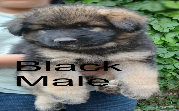 German Shepherd dogs - Advert 4