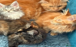 Maine Coon cats for sale: European Blood Lines GCCF Reg Main Coon Kittens  - Image 22