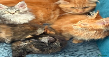 Maine Coon cats - Advert 14