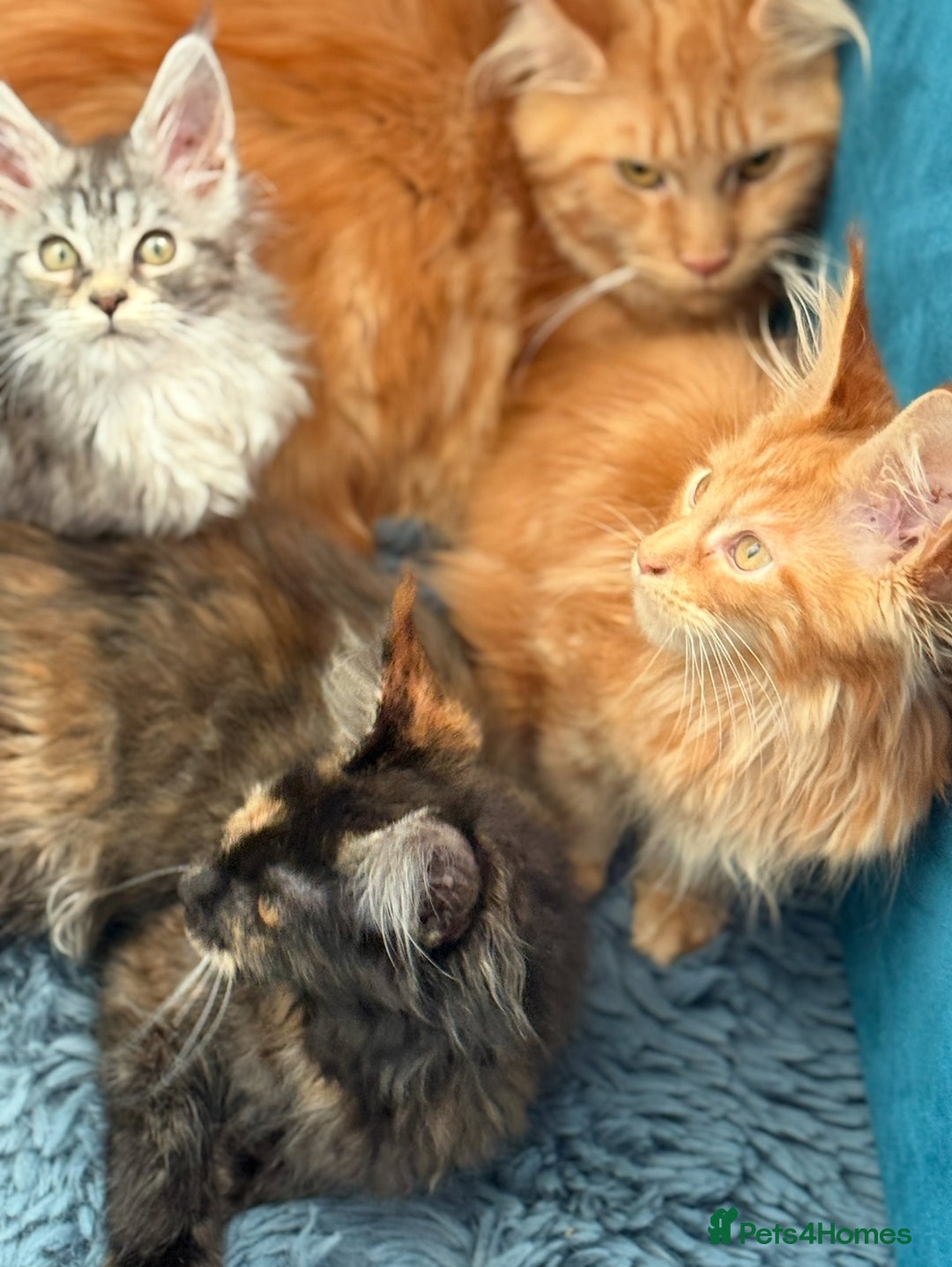 Maine Coon cats for sale: European Blood Lines GCCF Reg Main Coon Kittens  - Image 22