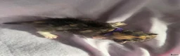 Mixed Breed cats for sale: 6 beautiful kittens  in Loughborough - Advert 16