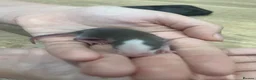 Rat rodents for sale: Baby Dumbo Rats - Advert 25