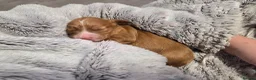 Cocker Spaniel dogs for sale: 6 red cocker spaniel puppies in Bridlington - Advert 5
