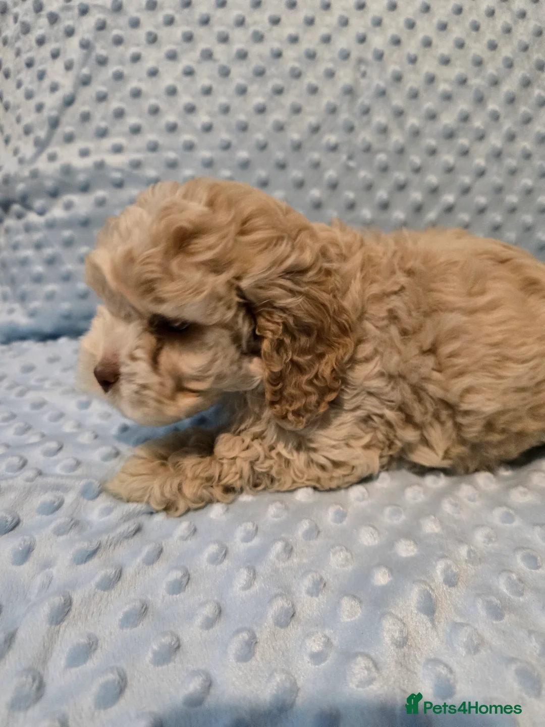 Cockapoo dogs for sale: Cockapoo puppies ready now - Advert 10