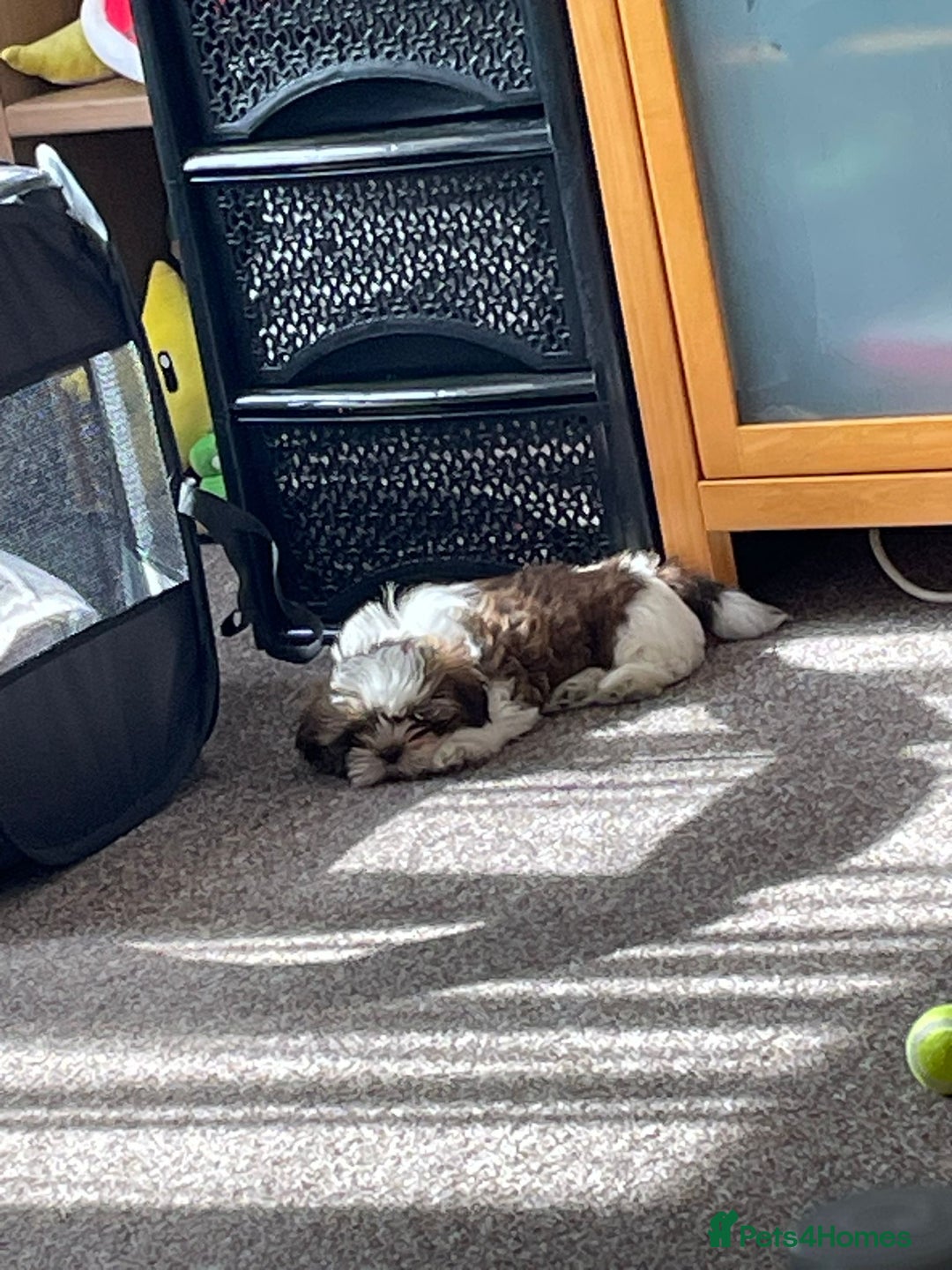 Shih Tzu dogs for sale: Shih tzu puppy boy  - Image 4