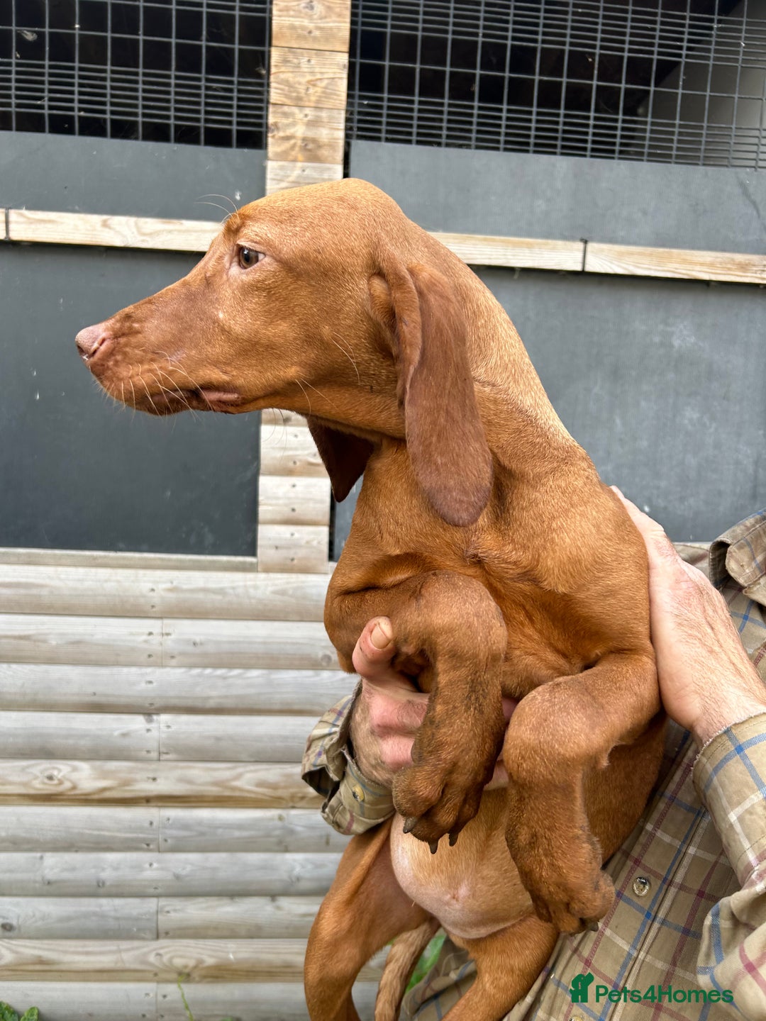 Hungarian Vizsla dogs for sale: Hungarian Vizsla puppies - Image 3