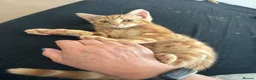 British Shorthair cats for sale: Two very pretty male ginger kittens  - Advert 4