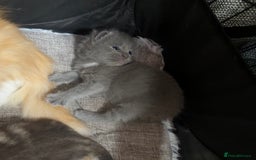 Domestic Shorthair cats for sale: Grey Kittens - Image 16