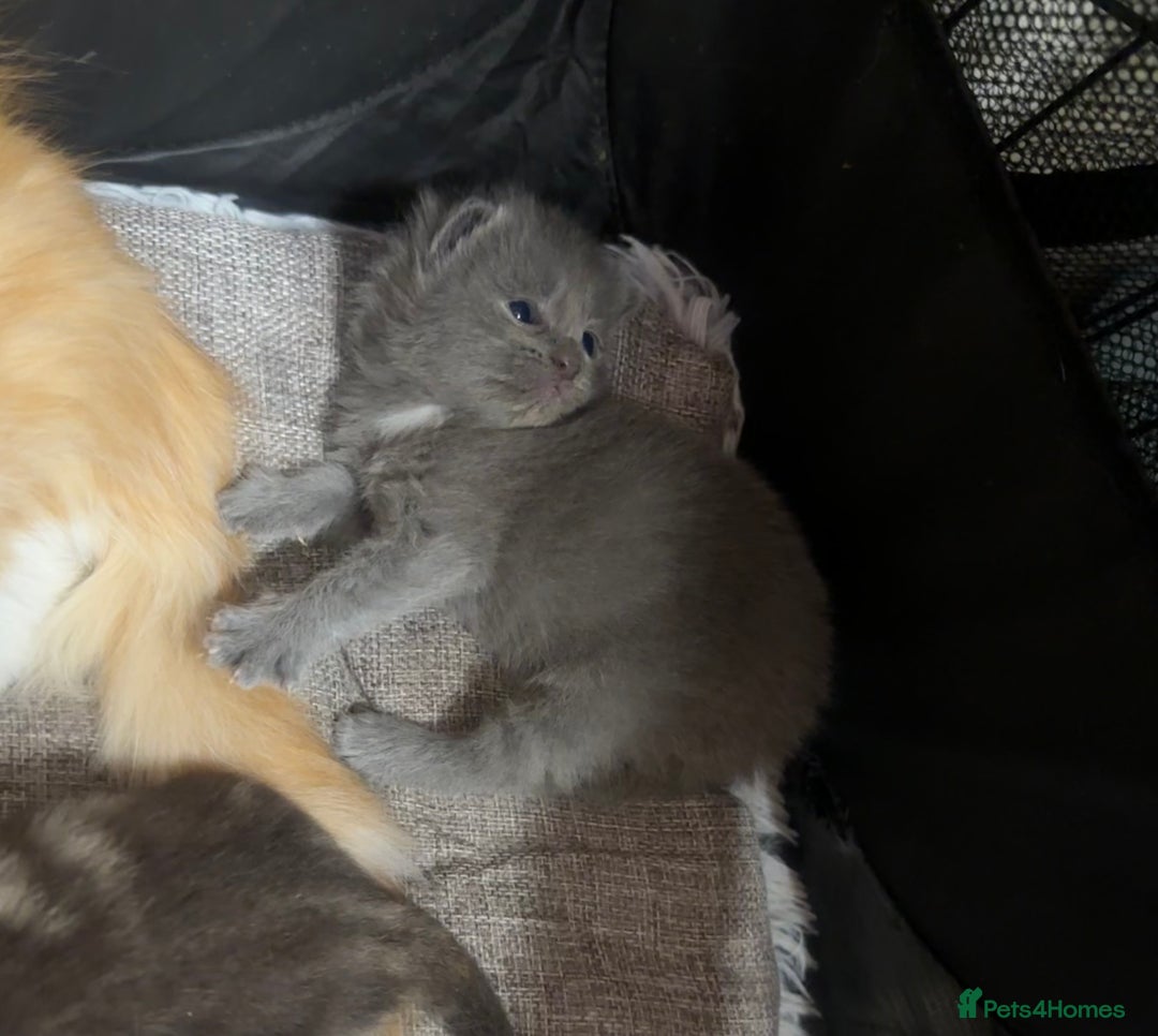 Domestic Shorthair cats for sale: Grey Kittens - Image 16