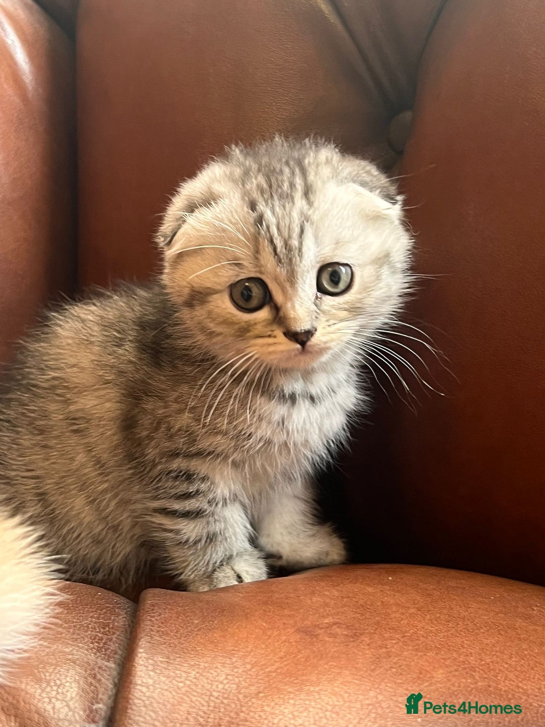 Scottish Fold cats for sale: 💫🐾Adorable kittens looking for loving homes🐾💫 - Image 12