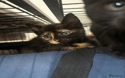 Siberian cats for sale: Siberian x Chartreux - Image 9