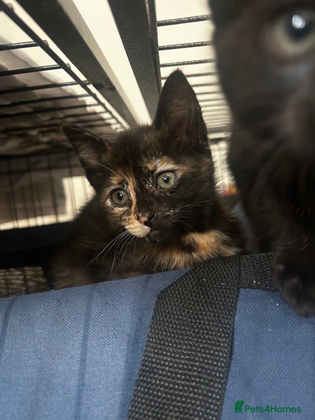 Siberian cats for sale: Siberian x Chartreux - Image 9