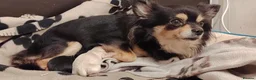 Chihuahua dogs for sale: 2x Chihuahua puppies  - Advert 13