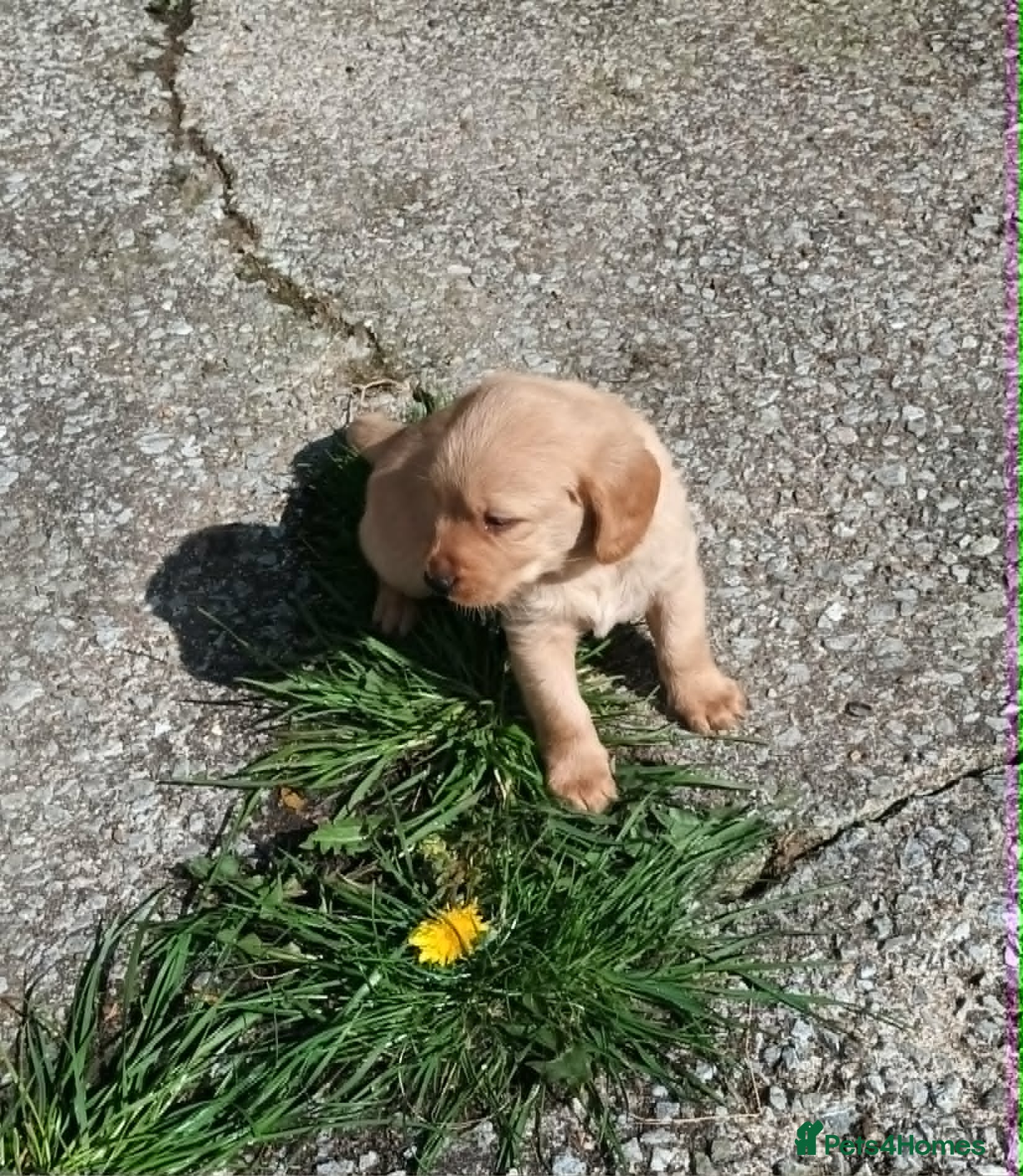 Labradoodle dogs GOLD MINIATURE LABRADOODLE PUPS / LICENCED BREEDER - Advert 14