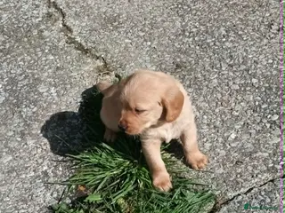 Labradoodle dogs GOLD MINIATURE LABRADOODLE PUPS / LICENCED BREEDER - Advert 14