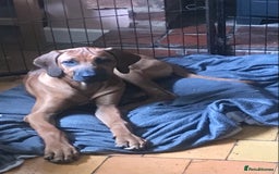 Rhodesian Ridgeback dogs for sale: LADYLIUWA KC REG. LITTER: LAST TWO PUPS FOR SALE in Grantham - Image 3