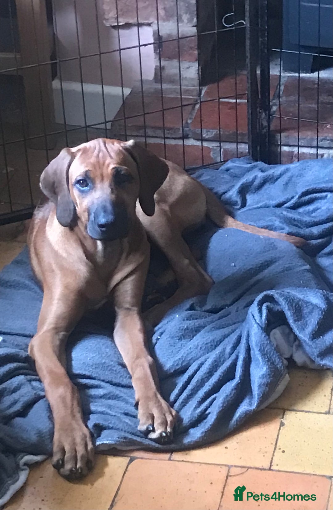 Rhodesian Ridgeback dogs for sale: LADYLIUWA KC REG. LITTER: LAST TWO PUPS FOR SALE in Grantham - Image 3