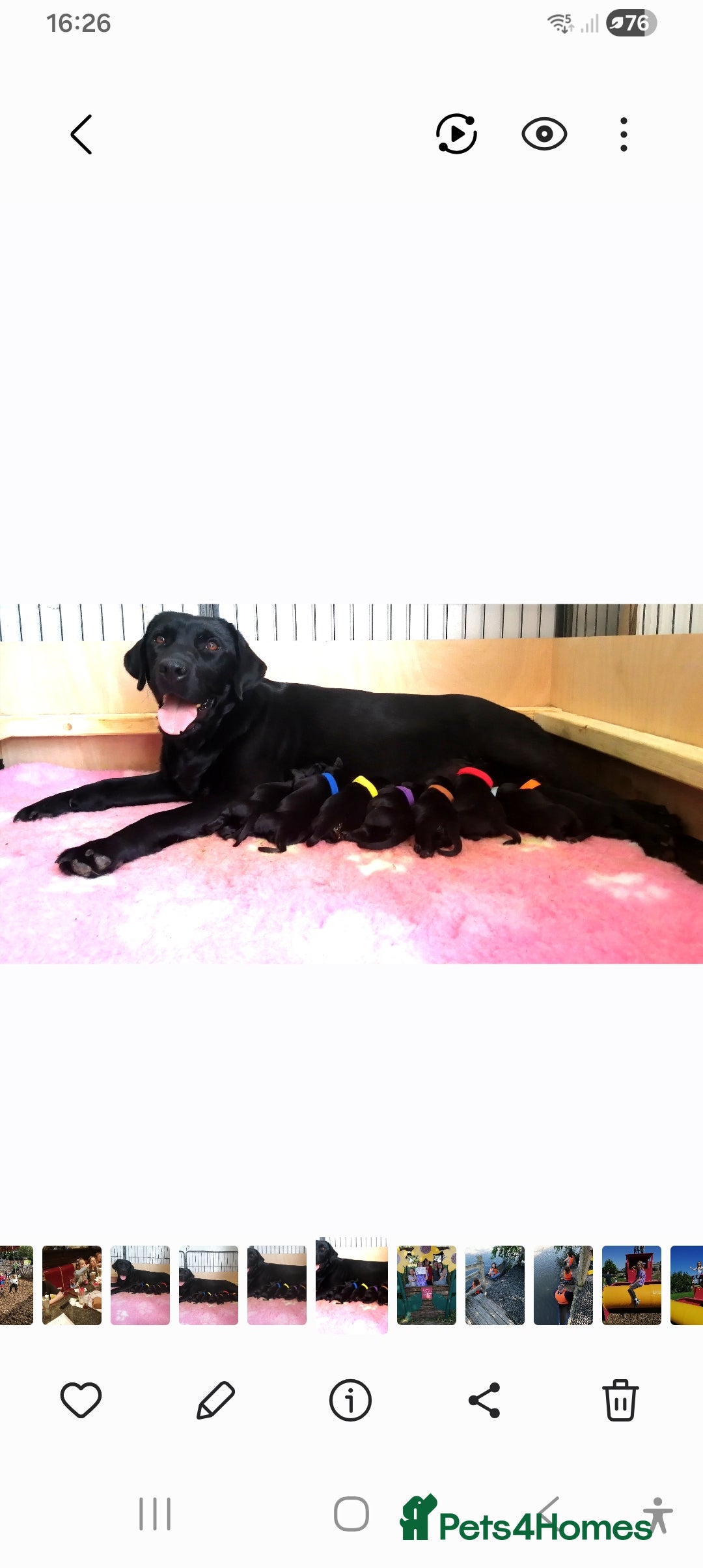 Labrador Retriever dogs Pure  bred labrador puppies  - Advert 1