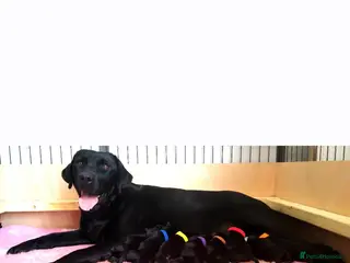 Labrador Retriever dogs Pure bred labrador puppies - Advert 1